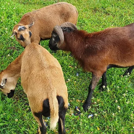 Chateau D'espalungue, Piscine Et Apartment Dognen