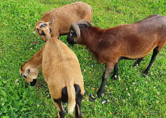 Chateau D'espalungue, Piscine Et 아파트 Dognen